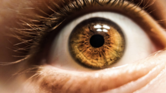 Pupil dilation and attraction